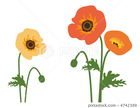 罌粟 罌粟 4742389