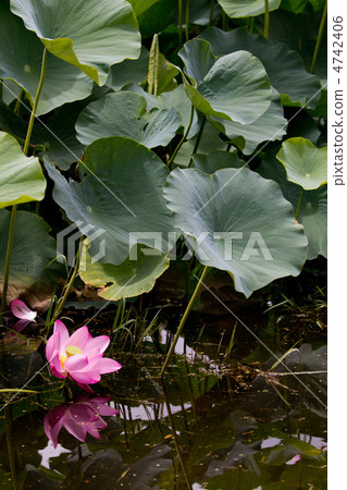 古蓮花 古蓮花 4742406