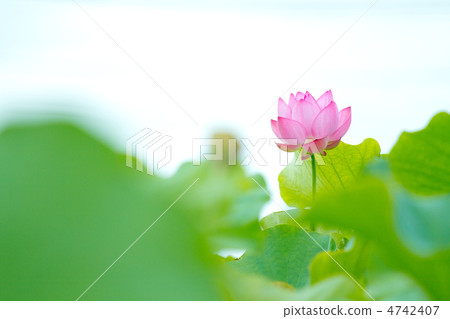 Ancient lotus Ancient lotus 4742407