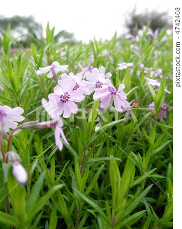 Shiba Sakura flower language: Pho Pho x subulata 4742408