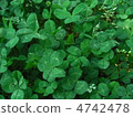 four Leaf Clover  4742478
