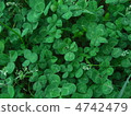 four Leaf Clover  4742479