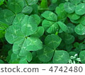 four Leaf Clover  4742480