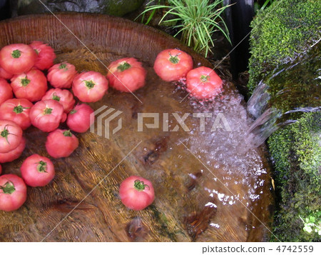 Cold tomatoes 4742559