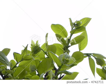 Persimmon young leaves 4742711