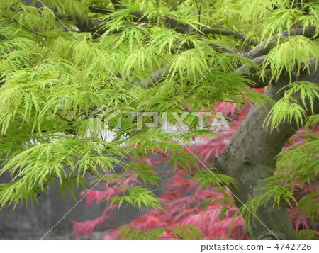 Momiji's young leaves 4742726