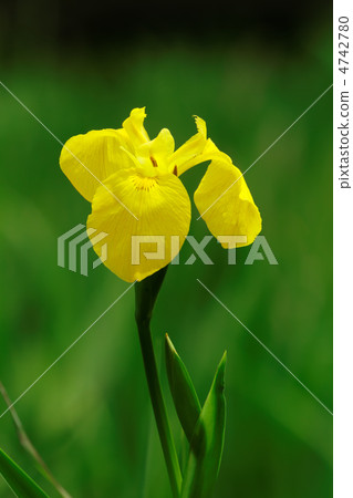 在寺廟公園海濱的黃色虹膜花 4742780