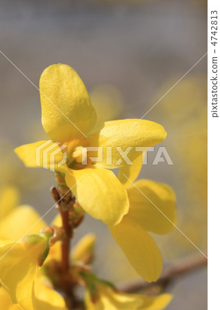 Forsythia 4742813