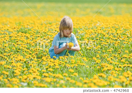 boy picking dandelions boy picking dandelions 4742968