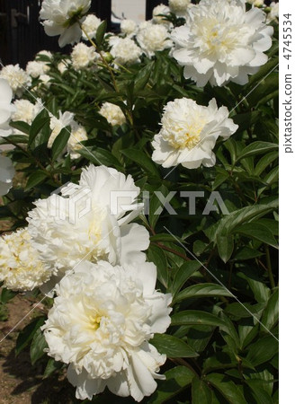 White peony root 4745534