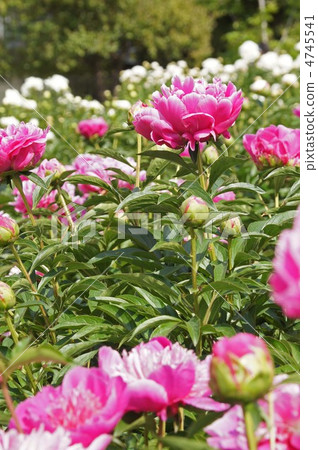 初夏盛開 4745541