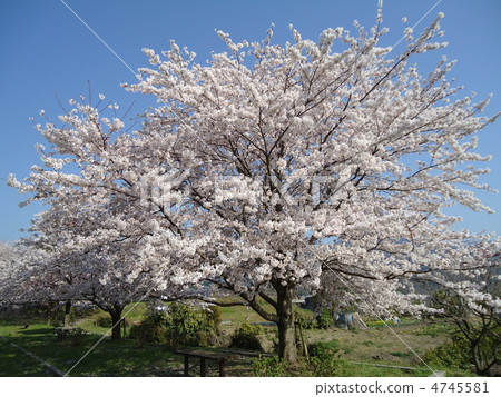 愛媛縣的櫻花盛開 4745581