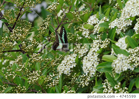 常盤山楂和Aosujijiha白花 4745599