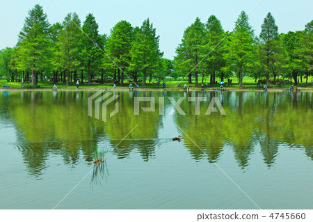 Lakushou年輕葉子在Sinsden公園和風景的在森林和新綠色新鮮的地面 4745660