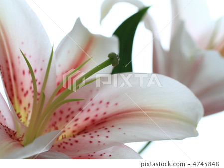 Pink Oriental Lily Pink Oriental Lily 4745848