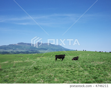 在高原放牧 4746211