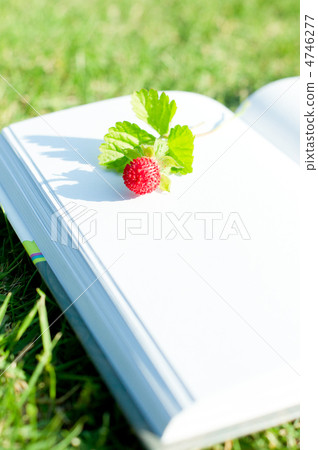 Shiba, a book and a strawberry Shiba, a book and a strawberry 4746277