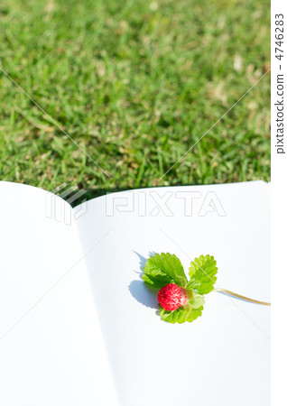 Shiba, a book and a strawberry 4746283