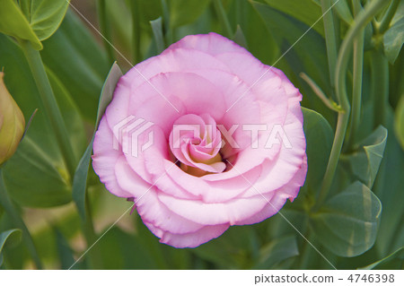 Turkish birch flower 4746398
