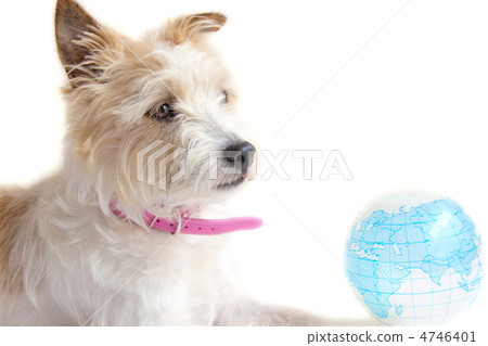Dog and the globe Dog and the globe 4746401