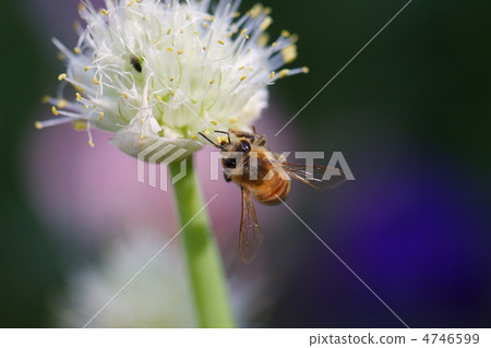 蜜蜂和gojyo 4746599