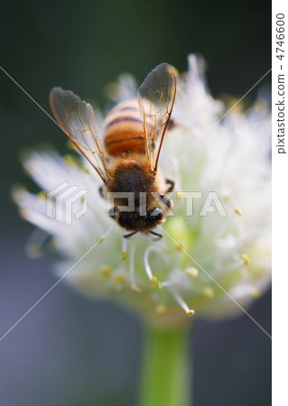 蜜蜂和gojyo 蜜蜂和gojyo 4746600