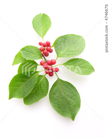 Red fruit of Aojada 4746678