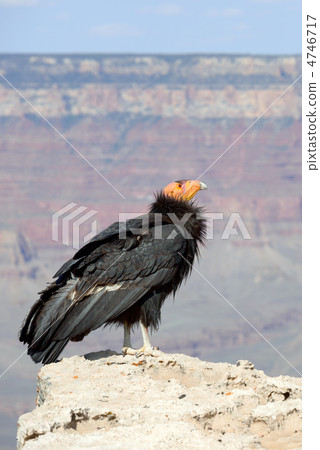 California Condor in Grand Canyon 4746717