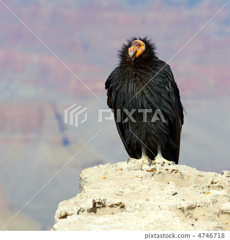 加州禿鷹在大峽谷 4746718