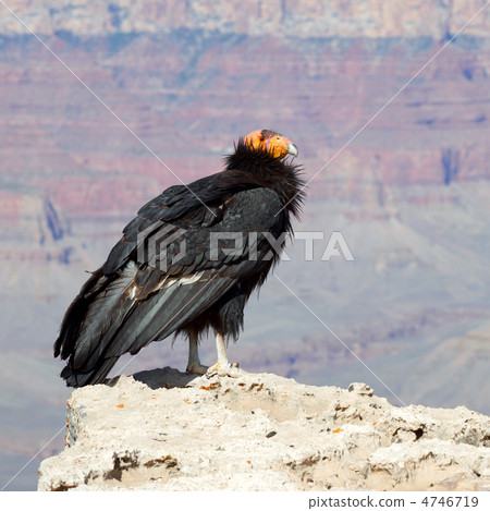 加州禿鷹在大峽谷 4746719