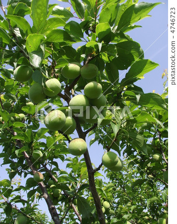 青梅將很快收穫 4746723