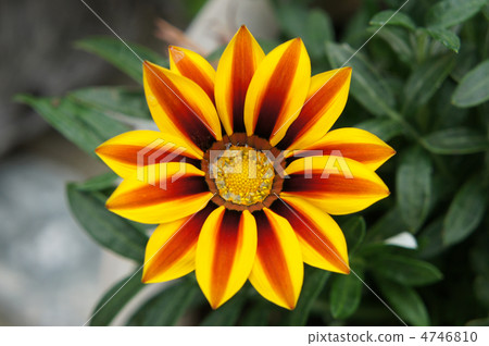 Gazania Gazania 4746810