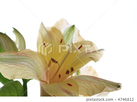 Nuance color Alstroemeria Nuance color Alstroemeria 4746812