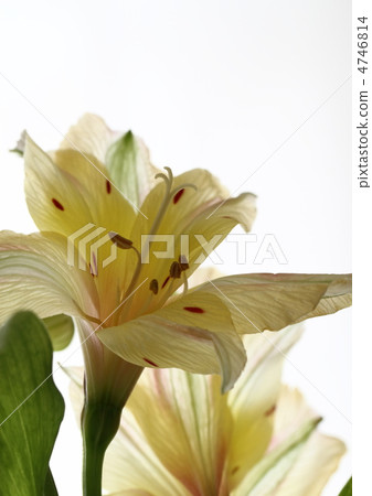 Nuance顏色Alstroemeria 4746814