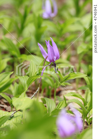 Sawauchi村莊花 4746941