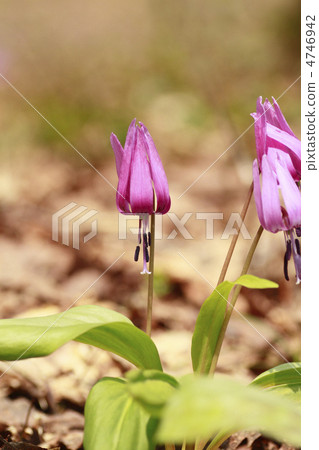 Flower of Sawauchi village Flower of Sawauchi village 4746942