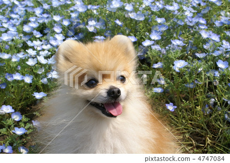 2012年Nemophila 4747084