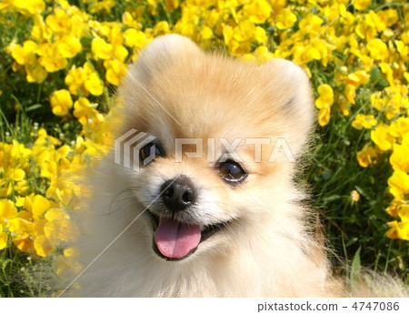 2012年中提琴 2012年中提琴 4747086