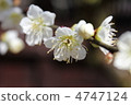 plum	 4747124