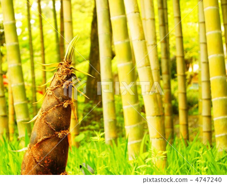 Bamboo shoots 4747240