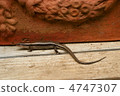 Cana snakes with eggs 4747307