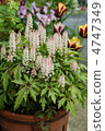 Tiarella 4747349