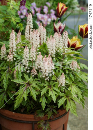 Tiarella 4747349