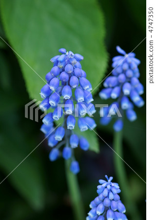 因為它類似於muskari葡萄所以葡萄風信子 照片素材 圖片 圖庫