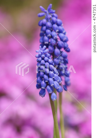 因為它類似於muskari葡萄所以葡萄風信子 4747351