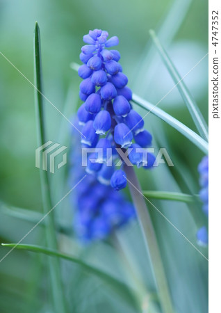 Because it resembles muskari grape so grape hyacinth 4747352
