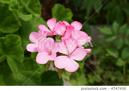 Geranium 4747430