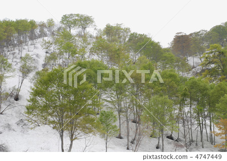 Bivalve forest of the panoramic plateau Bivalve forest of the panoramic plateau 4747449