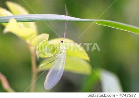 豇豆博思拉塞寧 4747587