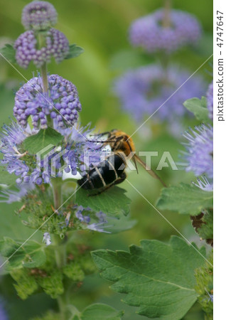 金魚肚和長長的蜜蜂和菊花 4747647